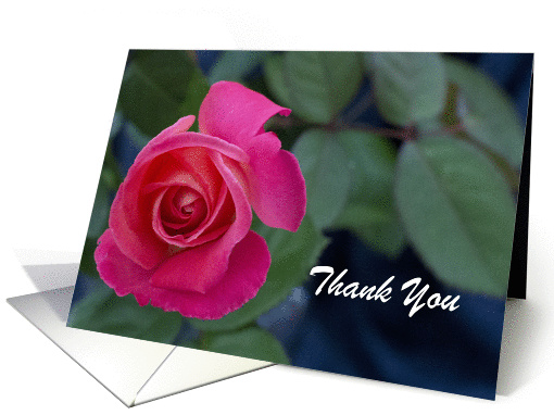 Pink Rose Thank You Card, Focus for a Cause, Blank Note card (993473)