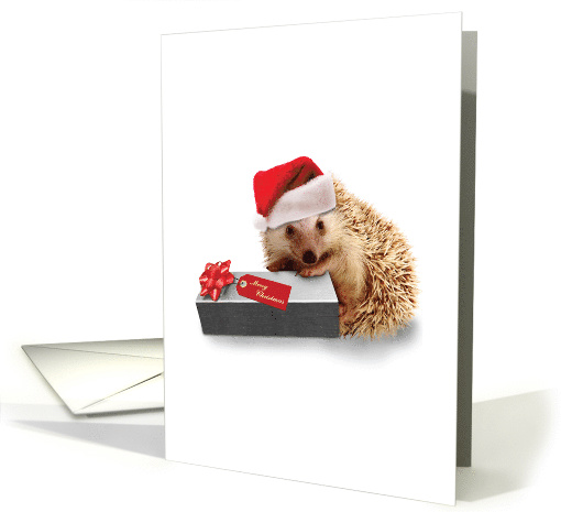 Holiday Cards from the Hedge Christmas - A Gift for You card (1458418)