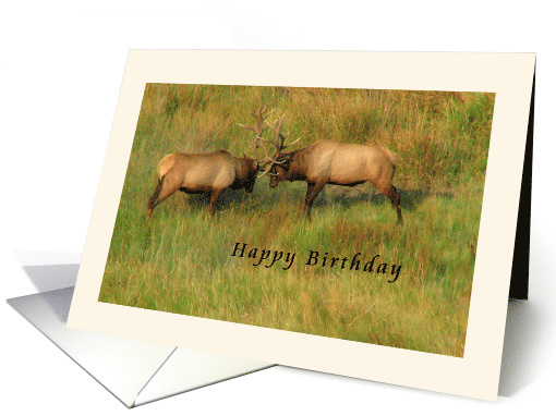 Happy Birthday - Bull Elk card (1284870)