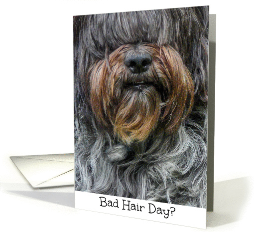 Funny Sheepdog Bad Hair Day Encouragement card (1207850)