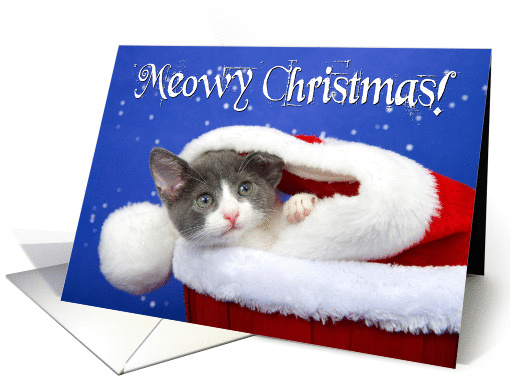 Tabby kitten peeking out for Christmas card (1458004)