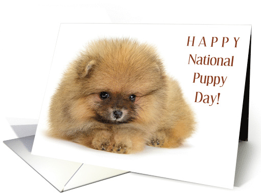 National clearance pomeranian day