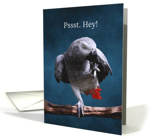 Secretive African Gray Parrot Fabulous Birthday card (1609020)