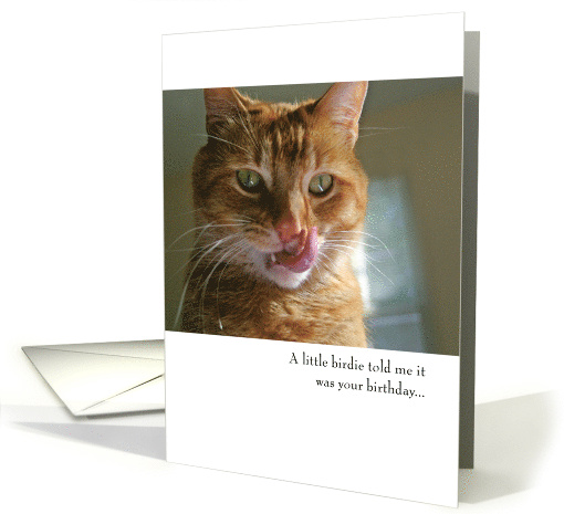 Funny Cat Birthday card (1760274)